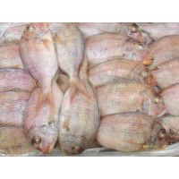 DENTEX FISH 22KG